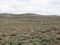 Large horse herd